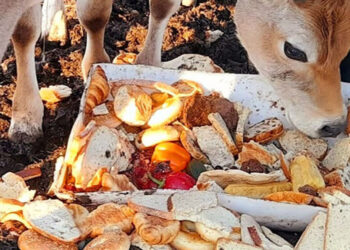 Farmers Feed Their Cows And Pigs Leftover Baked Goods, Expired Pet Food Due To Corn Price Surge