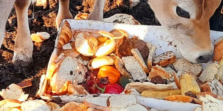 Farmers Feed Their Cows And Pigs Leftover Baked Goods, Expired Pet Food Due To Corn Price Surge