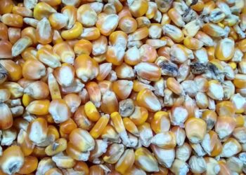 Corn is so expensive that U.S. Farmers are feeding their pigs baked items and pet meals