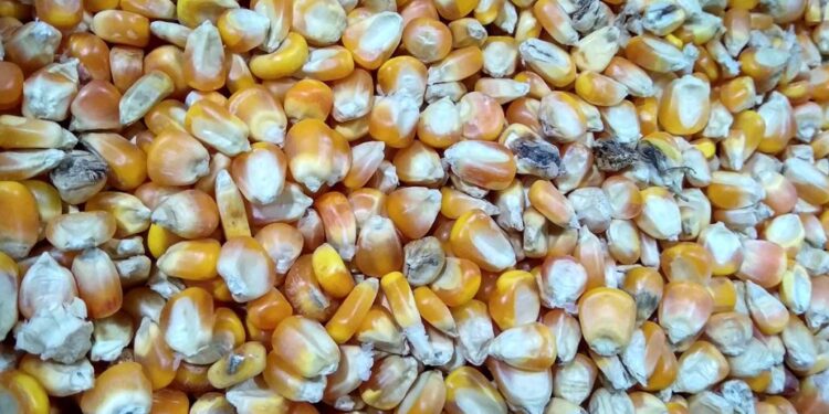 Corn is so expensive that U.S. Farmers are feeding their pigs baked items and pet meals